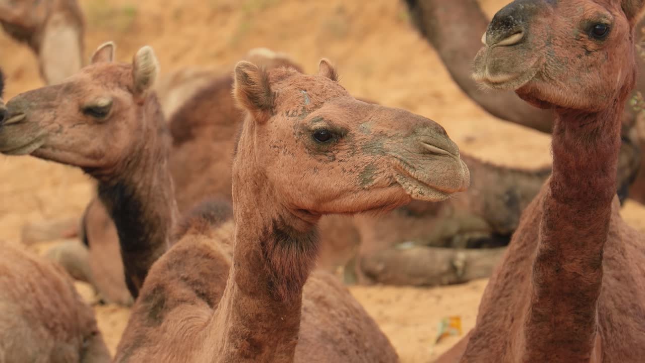 camellos en la feria de pushkar, también llamada feria de camellos de pushkar o localmente como kartik mela es una feria anual de varios días de ganado y cultural que se celebra en la ciudad de pushkar, rajasthan, india.