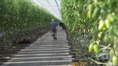 farmer on a bicycle cycling through a tomato greenhouse