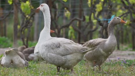 lots of ducks in spring