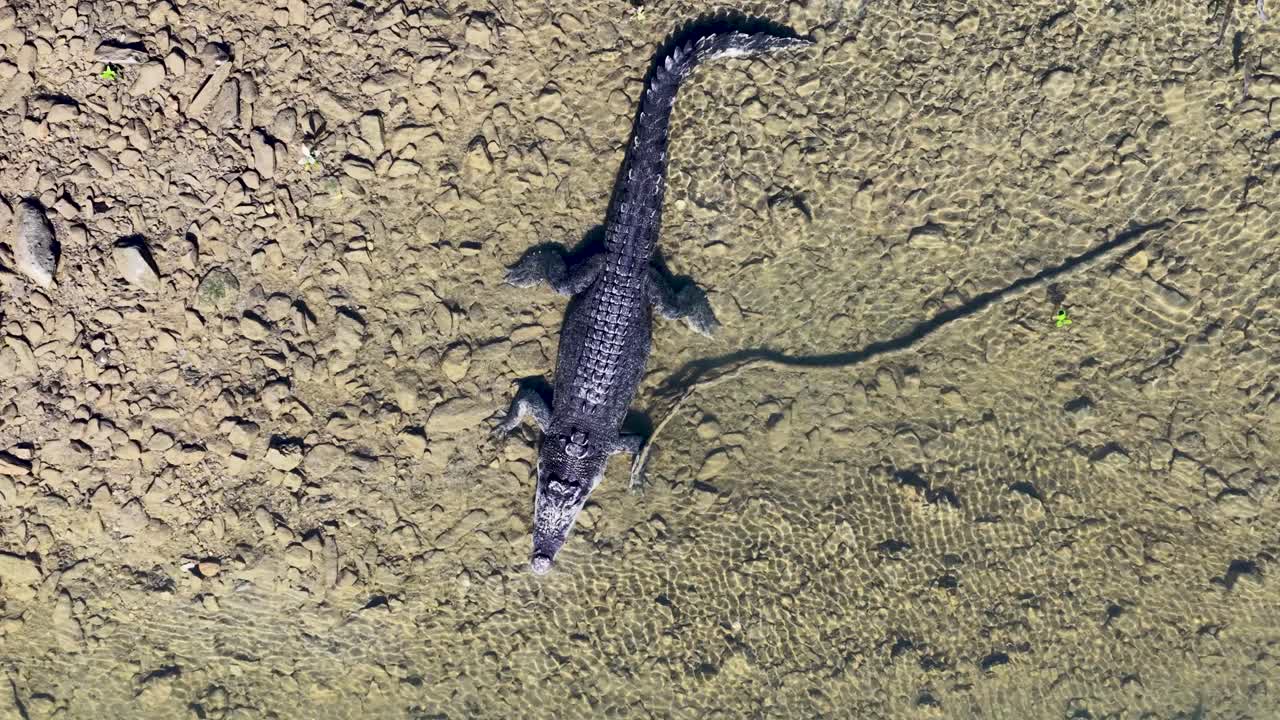 Drone captures a saltwater crocodile swimming in the clear waters of Daintree River, showcasing its natural habitat