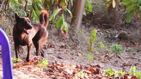 a black dog explores a leafy forest area.