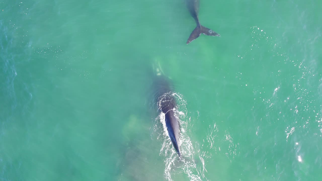 Aerial Follow of a Pod of Right Whales as they move in the vast ocean splashing turquoise blue water with their tails