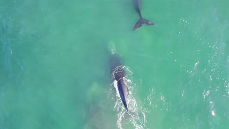 Aerial-Follow-of-a-Pod-of-Right-Whales-as-they-move-in-the-vast-ocean-splashing-turquoise-blue-water-with-their-tails