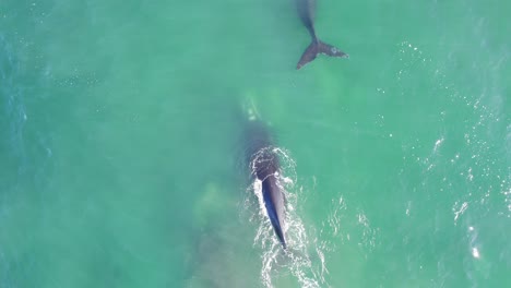 seguimiento aéreo de un grupo de ballenas francas mientras se mueven en el vasto océano salpicando agua azul turquesa con sus colas