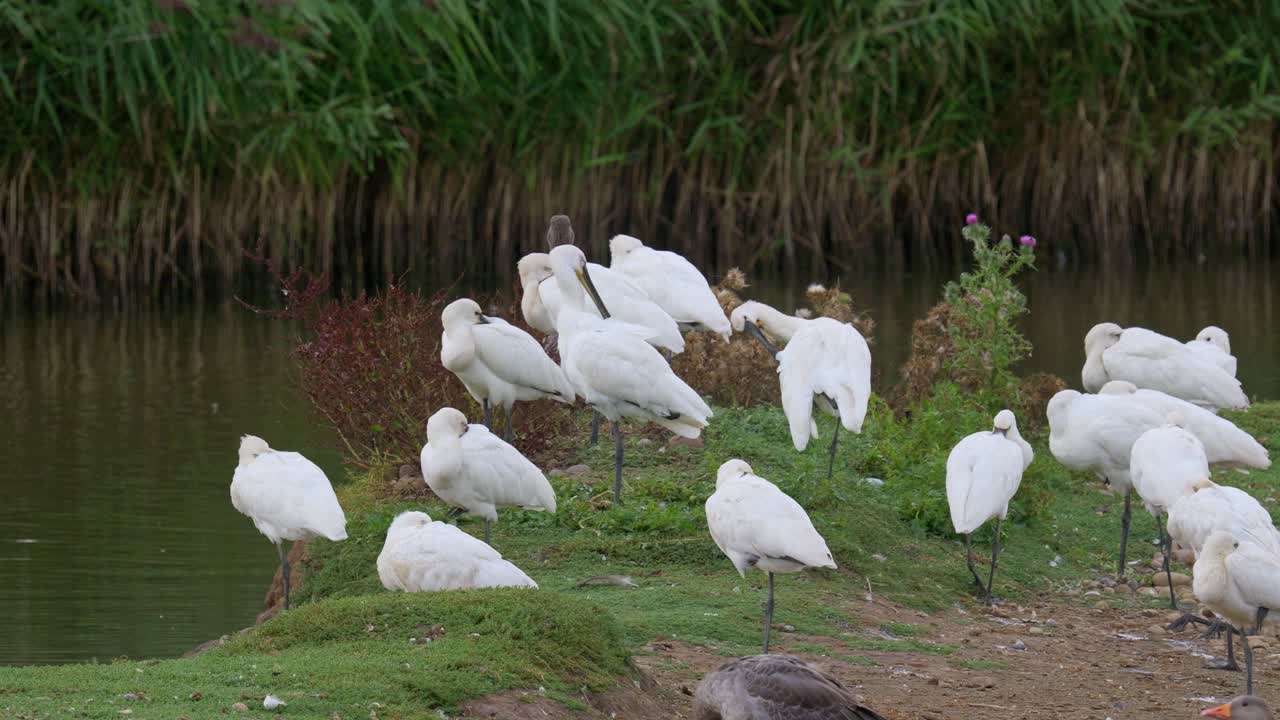 거위 들 이 둘러싸인 소금물 습지의 가장자리 에 앉아 있는 스 ⁇ 빌 들 의 집단