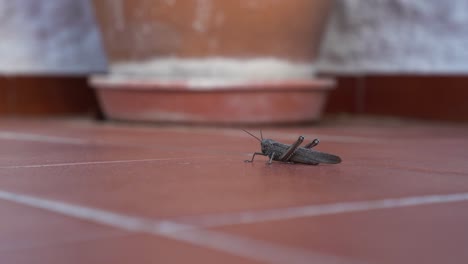 Grasshopper,-locust-on-orange-tiles-turning-and-getting-ready-to-jump