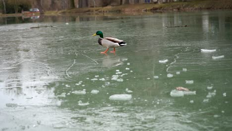 Duck-Walking-On-Ice,-on-a-Frozen-Lake