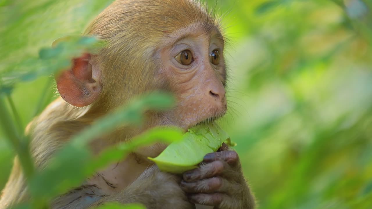 el macaco rhesus (macaca mulatta) en cámara lenta es una de las especies más conocidas de monos del viejo mundo. parque nacional de ranthambore sawai madhopur rajasthan india
