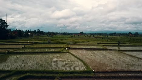 Bali,-Ubud-Spring-2020-in-1080,-60p,-Daytime:
long-drone-flight-over-the-rice-fields-of-Ubud-on-Bali-in-Indonesia