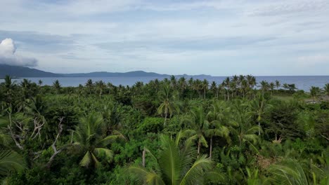 Una-Fascinante-Filmación-Aérea-De-Un-Bosque-De-Palmeras-Con-Islas-Y-El-Océano-De-Fondo,-Perfecta-Para-Temas-De-Viajes-Y-Vacaciones