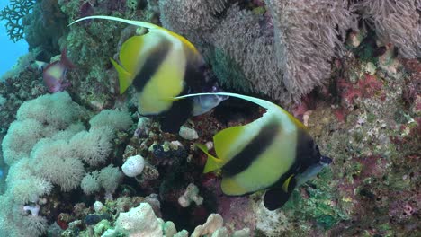 two bannerfish super close up on colorful coral reef