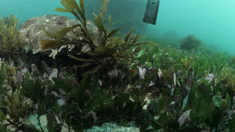 a shark interacts with a marine citizen scientists collecting data underwater in the ocean