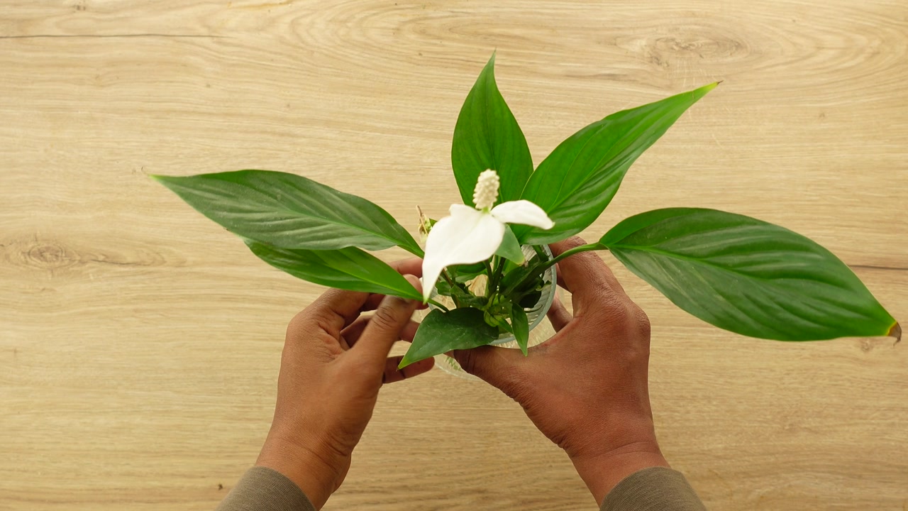 Top View of Hands Holding a Peace Lily Plant in a Glass Vase