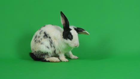 black and white rabbit on green screen