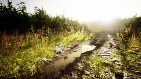 puddles and mud and green grass on a dirt road