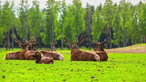 shot of herd of reindeers resting grazing along with a goat on the outskirts of a forest in timelapse