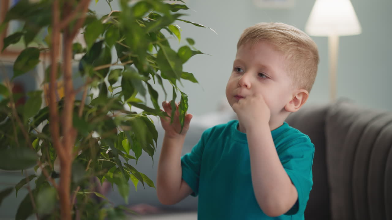 작은 금발 소년은 공부하고 집에서 옥상 식물 잎을 새 니다.