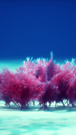 pink underwater plants