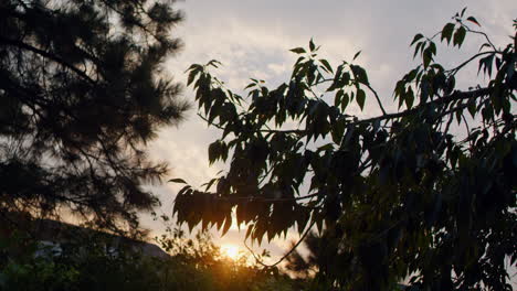 Tracking-shot-of-sunshine-peeking-through-tree-branches