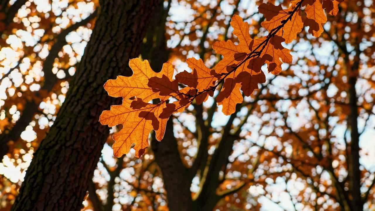 Close-up video of autumn leaves with sunlight filtering through, shot from a low angle
