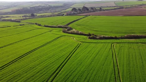 Green-lush-farmers-fields-in-Summer-agriculture