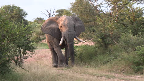 a large bull elephant walks slowly towards the camera