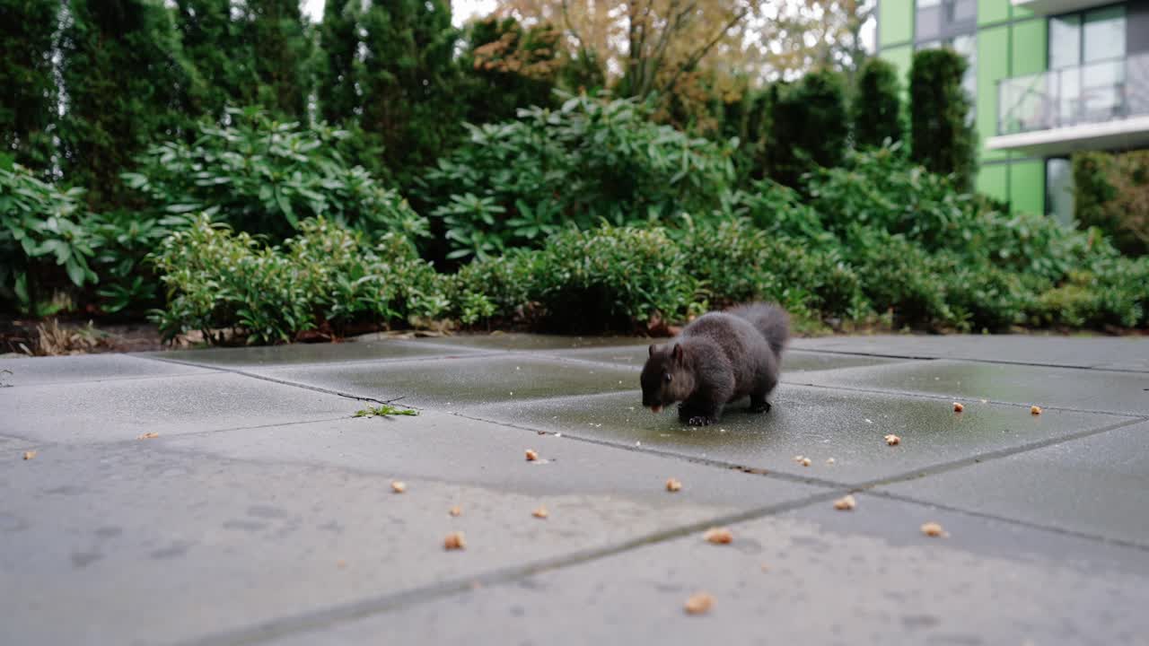 귀여운 다람 ⁇ 가 뒷마당에서 땅에서 견과류를 먹고 있습니다.