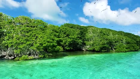 カリブ海、ロス ロケスのターコイズ ブルーの澄んだ海で育つマングローブの木