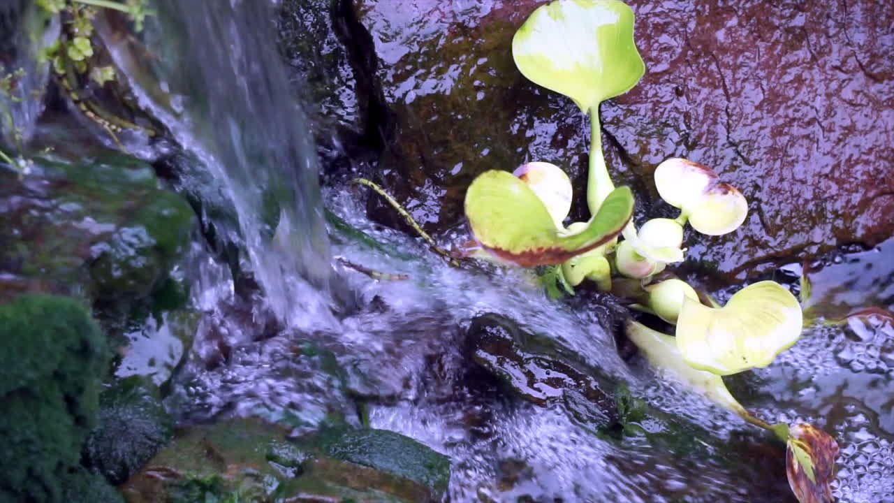 Water Hyacinth grows at the base of a small waterfall in a home koi pond garden