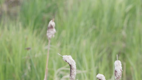 Female-Yellow-headed-Blackbird-with-nesting-material-flies-from-perch