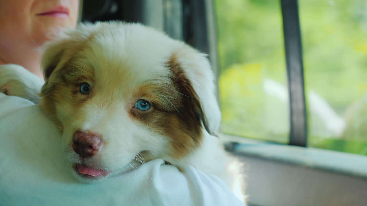 강아지를 팔에 안고 있는 여자가 차 뒤에 탄다