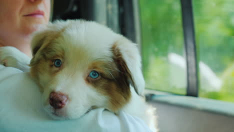 una mujer con su cachorro en los brazos viaja en la parte trasera de un auto