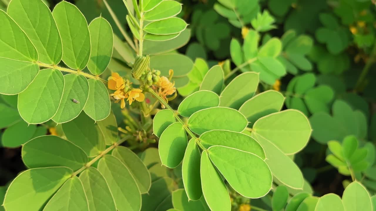A close-up circling shot of the Chakunda plant (Senna occidentalis) showing its bright yellow flowers and vibrant green leaves under warm sunlight