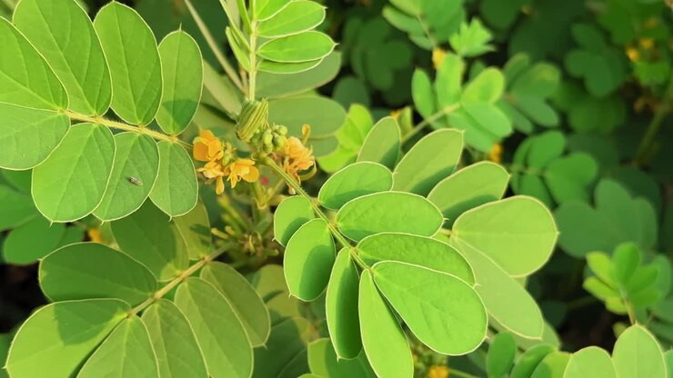 A close-up circling shot of the Chakunda plant (Senna occidentalis) showing its bright yellow flowers and vibrant green leaves under warm sunlight