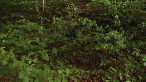 panning shot of polish boreal forest in pomerania district -1