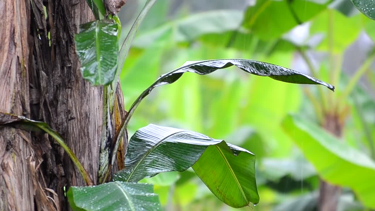 중앙 아메리카의 작은 가족 운영 농장에 있는 바나나 농장 내부