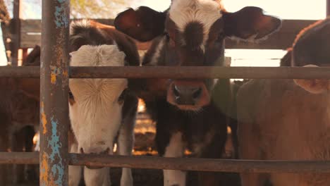 disparo de cerca de las vacas de pie en el establo y mirando a la cámara