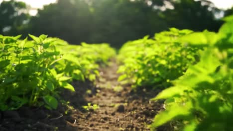 vibrant green plants thriving in lush agricultural fields under natural sunlight, showcasing healthy growth and promising crops in fertile soil