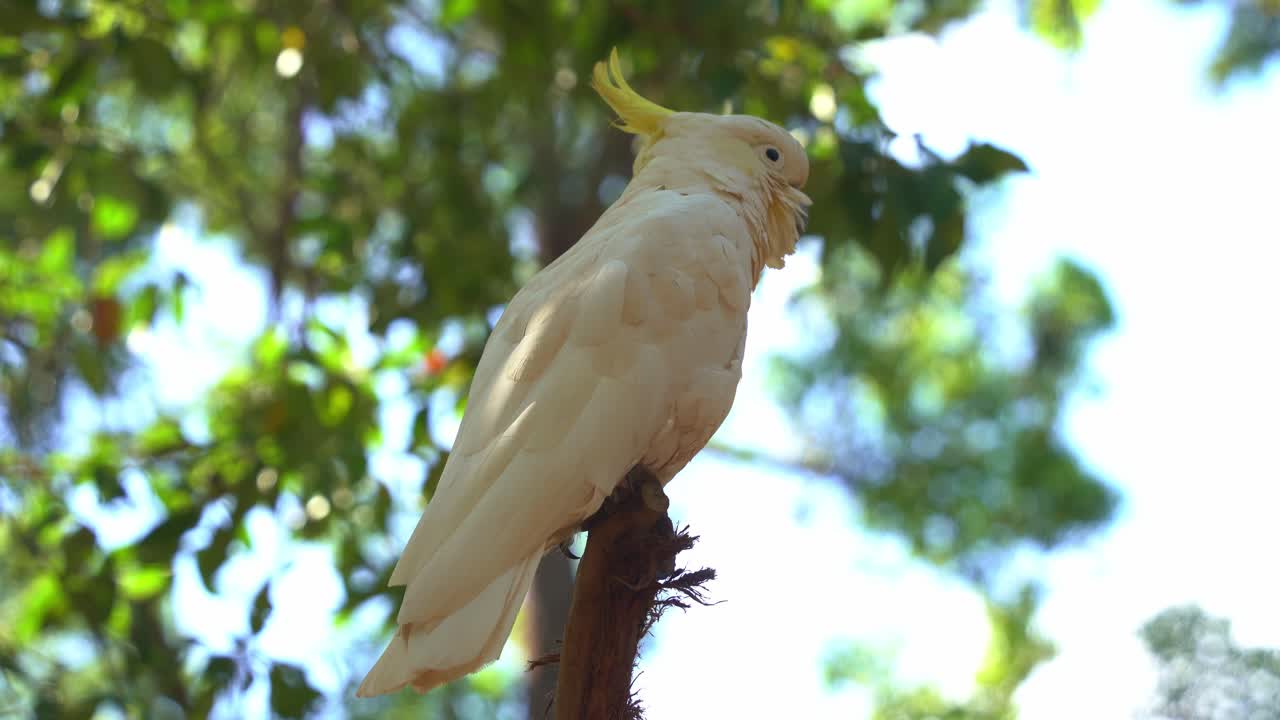 primer plano de una cacatúa con cresta de azufre, cacatua galerita con plumaje blanco y cresta amarilla manchada todavía en la copa de un árbol en su hábitat natural contra un hermoso fondo de follaje verde