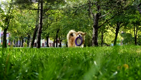 funny welsh corgi fluffy dog walking outdoors