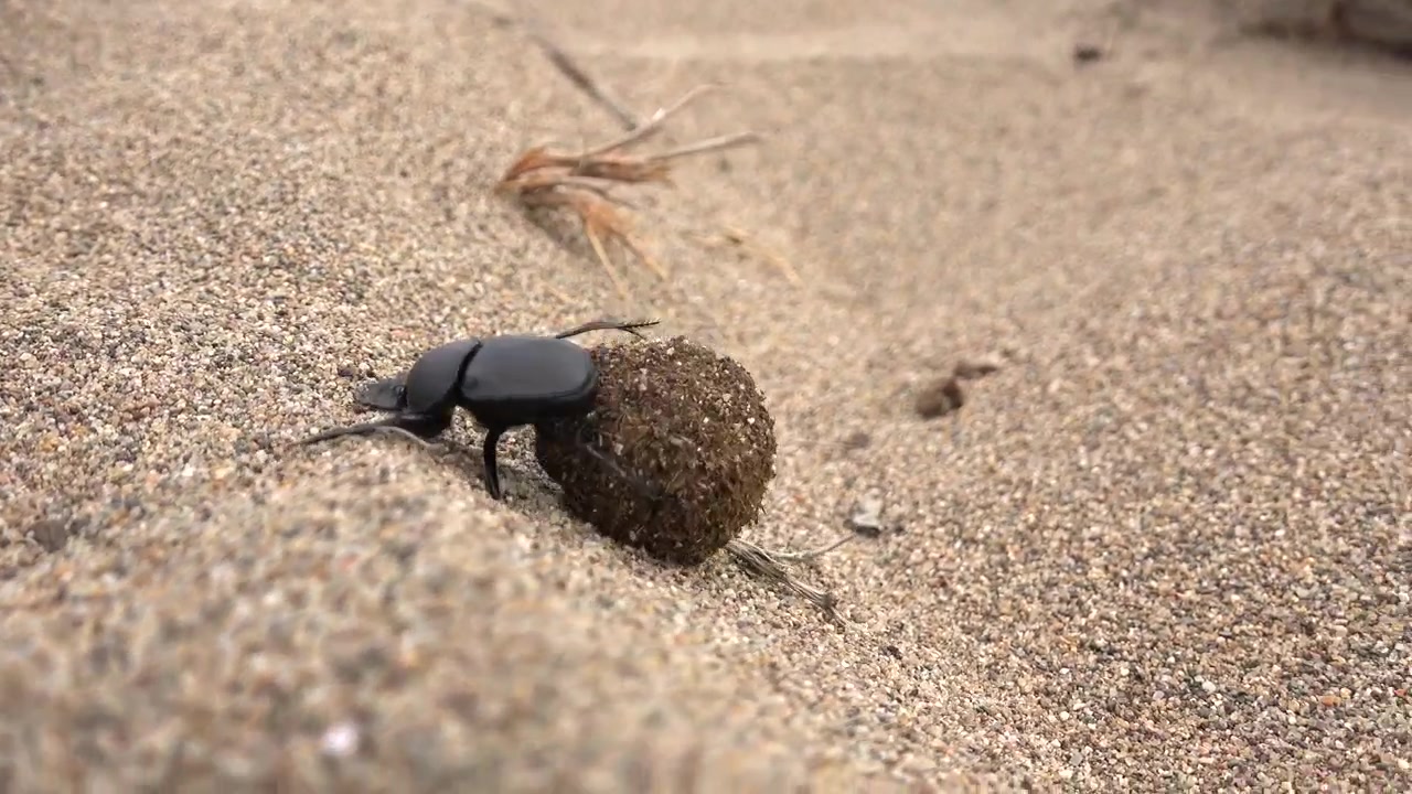 Scarabeo stercorario che fa rotolare una palla di sterco su un terreno sabbioso