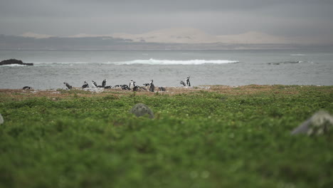 a cape penguin colony on a pristine protected ocean reserve with a grey sky, rough seas, and dunes as backdrop