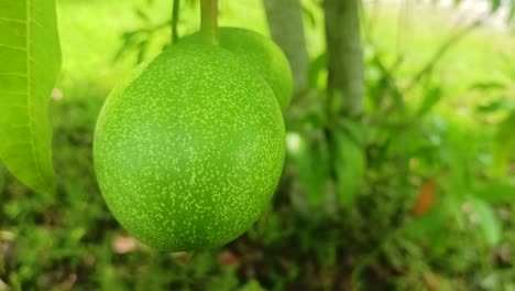 Cerrar-Fruta-Un-árbol-Suicida