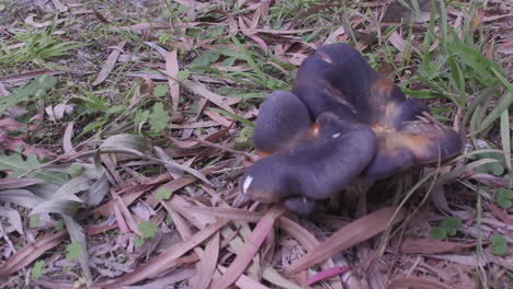 Black-and-brown-coloured-mushroom-growing-amongst-grass-and-dried-leaves