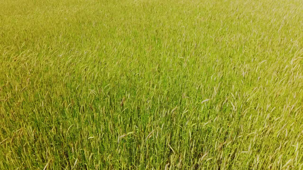 Volo lento in avanti di un drone mostra un campo di grano che ondeggia al vento sotto il sole estivo