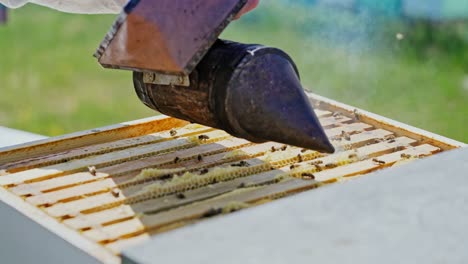 beekeeper working collect honey. close up view of beekeeper holding a honeycomb