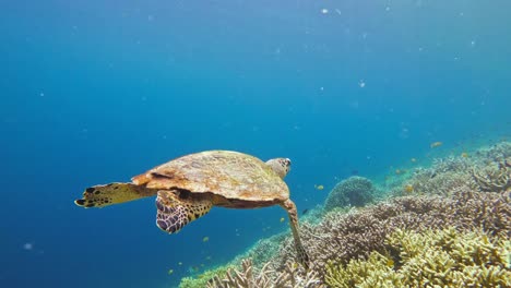 Eine-Wunderschöne-Echte-Karettschildkröte-Schwimmt-über-Dem-Vielfältigen-Korallenriff-Von-Raja-Ampat,-Indonesien