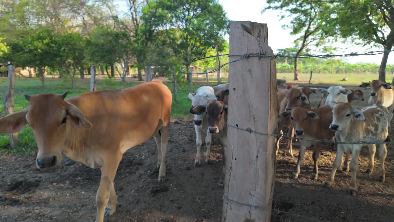 Running young bulls in a farmyard, animals grazing in the background
