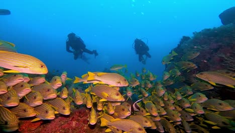 scuba divers exploring the ocean and a big group of sweetlips