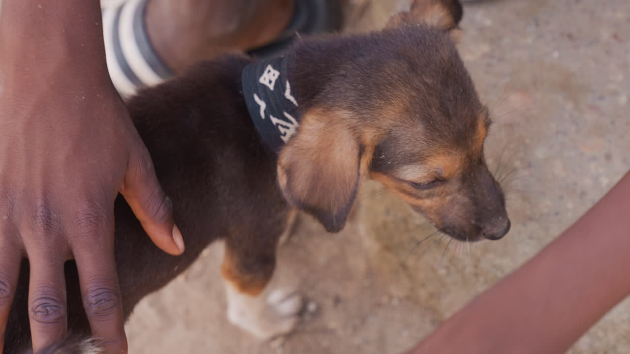 Black puppy collar black hands comforting street coach petting puppy on dusty pavement closeup of african hands stroking brown puppy, playful sniff, urban neighborhood warmth, sport collar detail